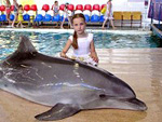 dolphin.jpg